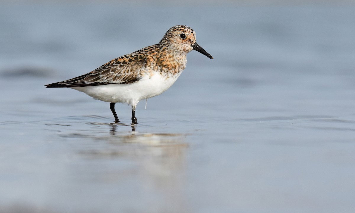 Sanderling - ML638312362
