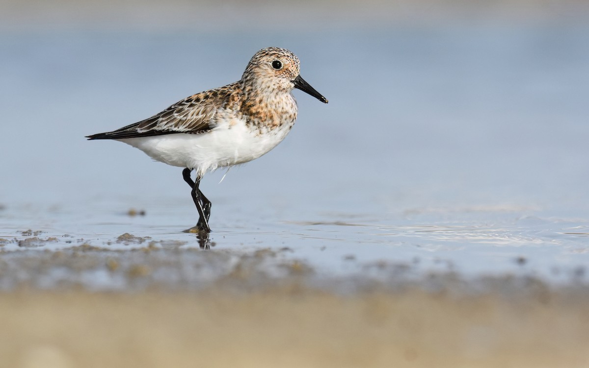 Sanderling - ML638312363