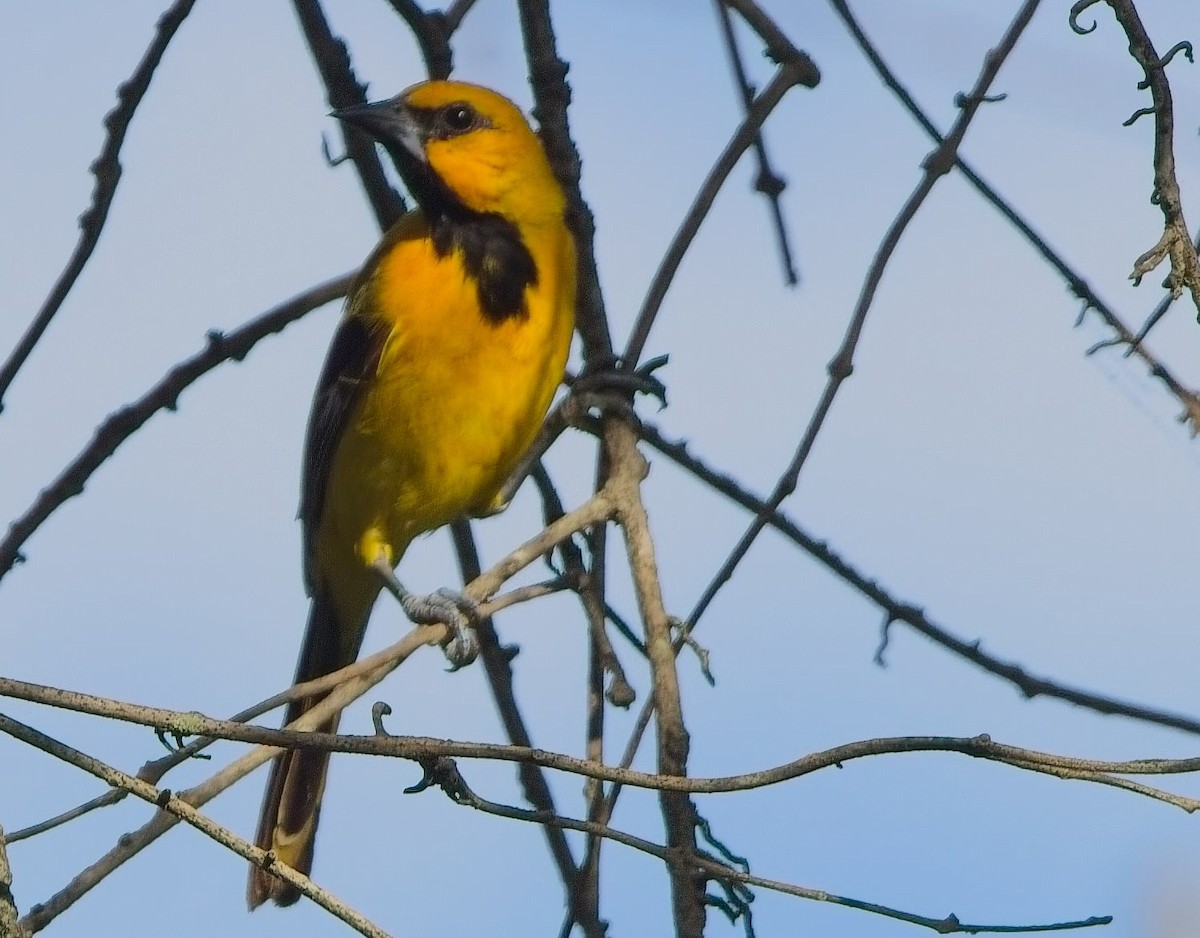 Yellow Oriole - ML638312369