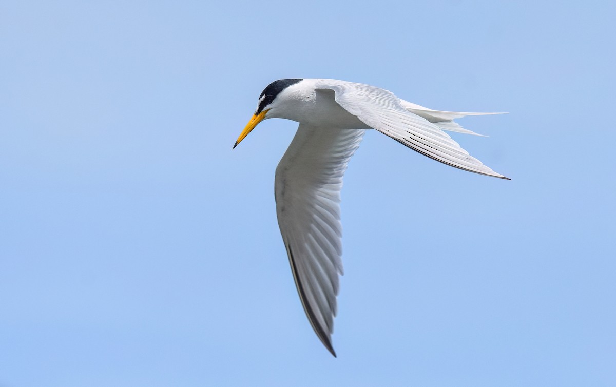Little Tern - ML638312375