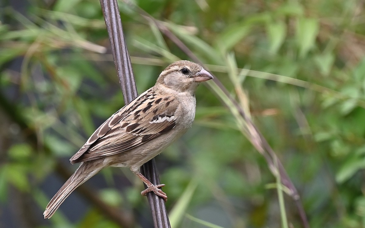 House Sparrow - ML638312377