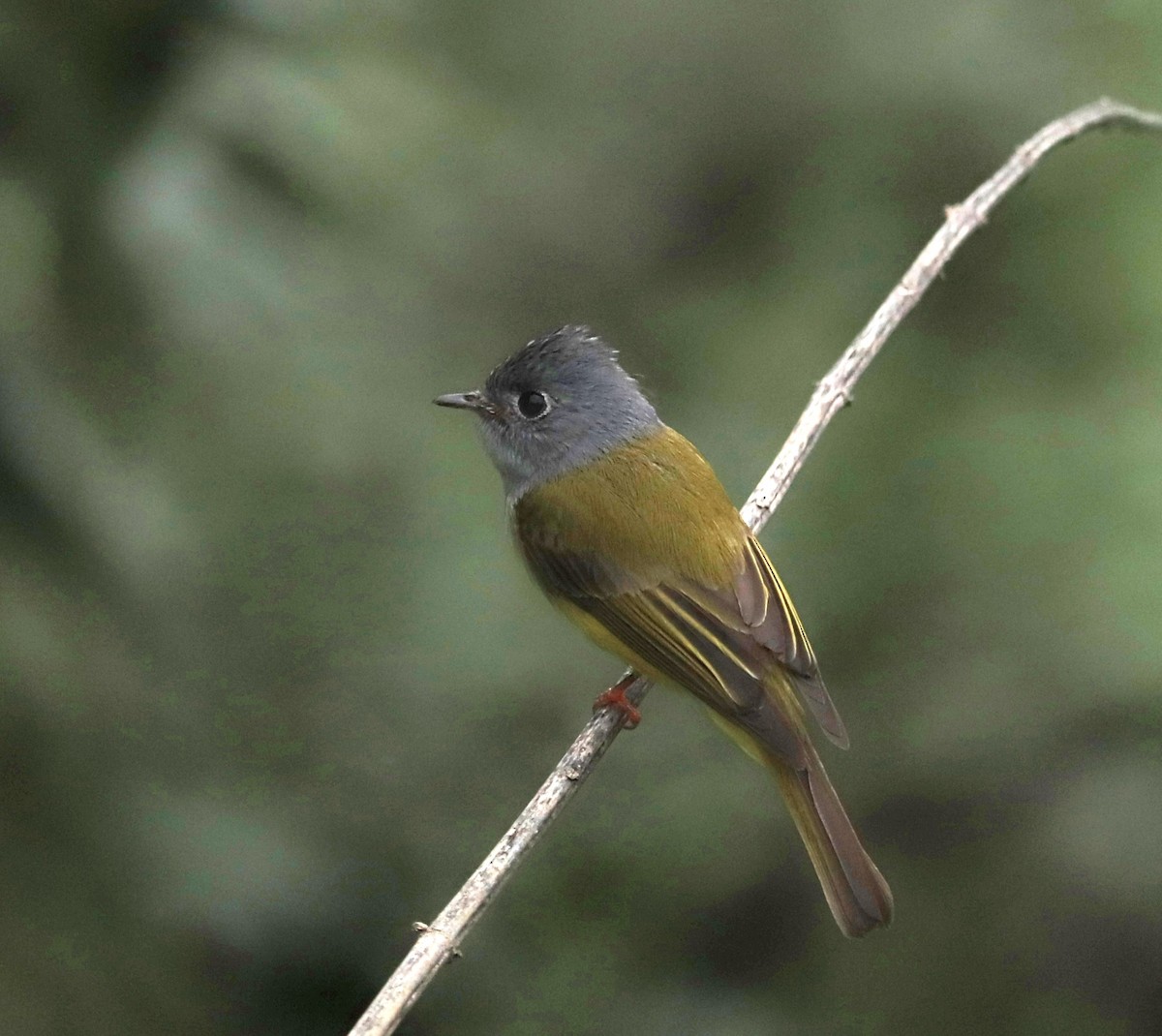 Gray-headed Canary-Flycatcher - ML638312380
