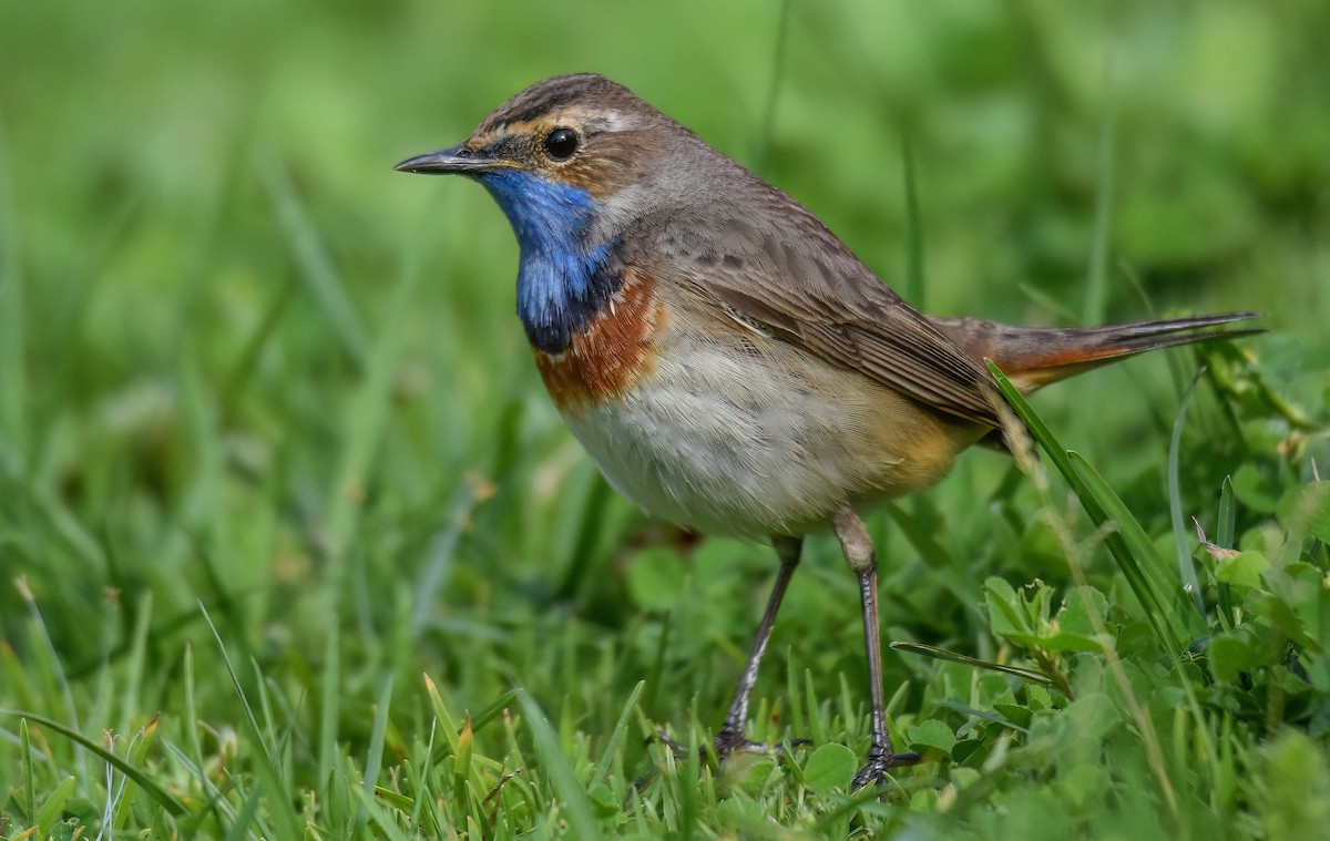 Bluethroat - ML638312386