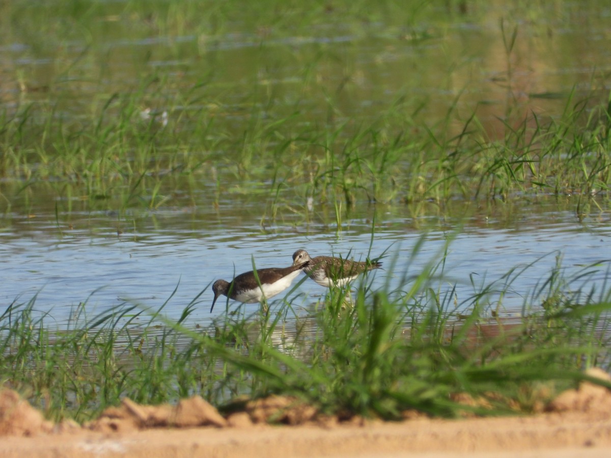Green Sandpiper - ML638312388