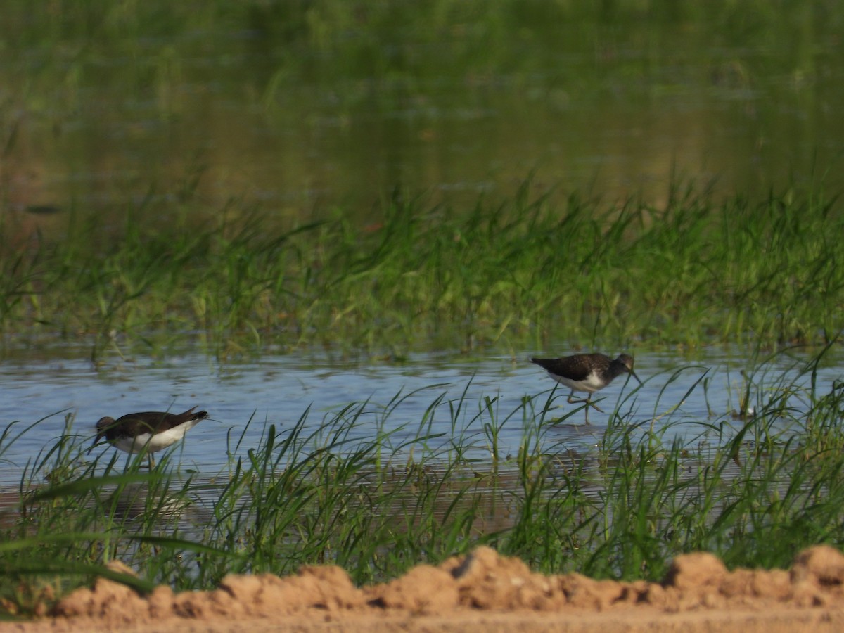 Green Sandpiper - ML638312389