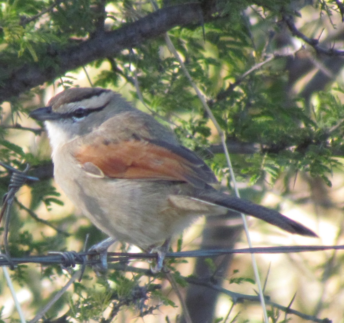 Brown-crowned Tchagra - ML638312391