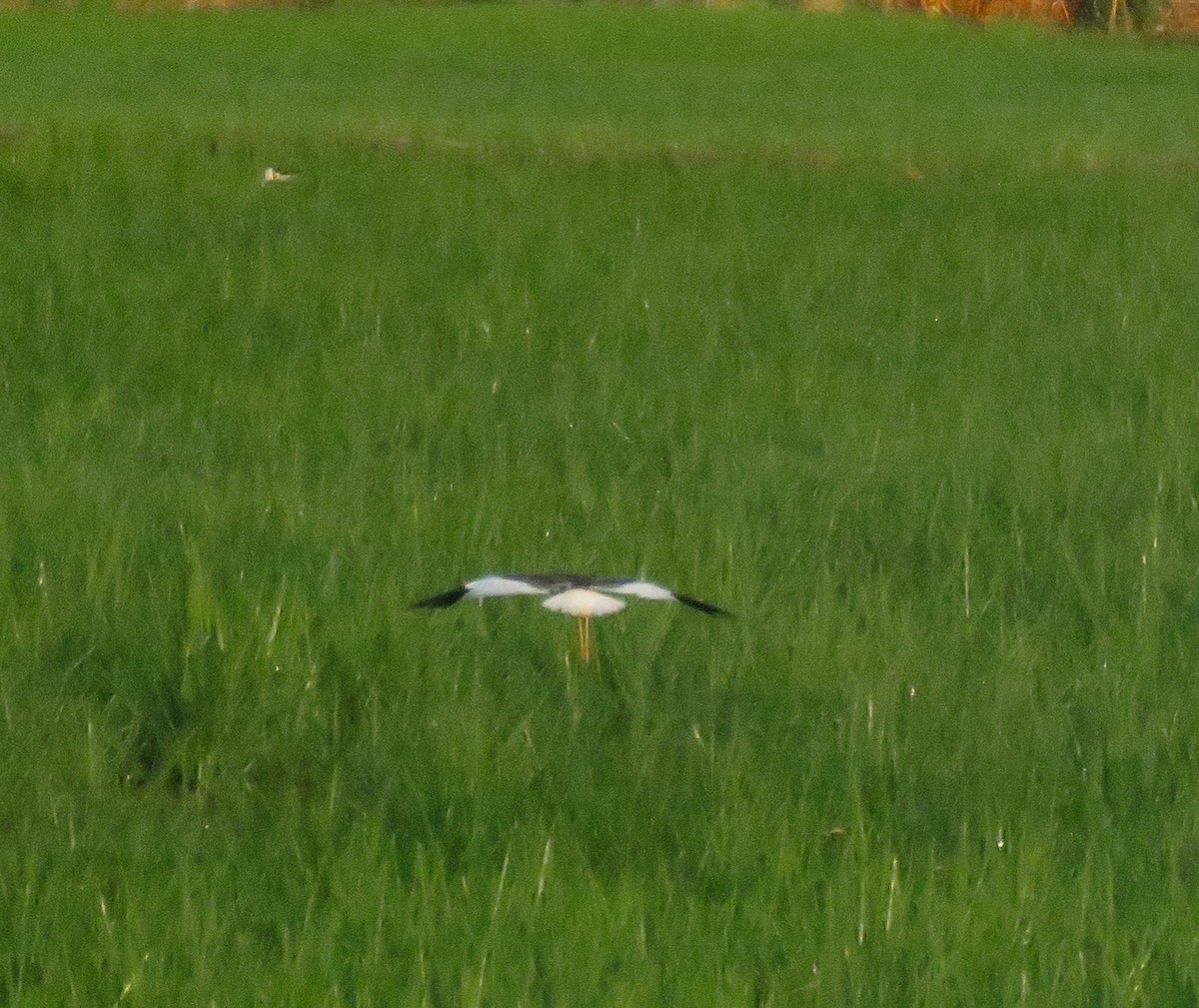 White-tailed Lapwing - ML638312393