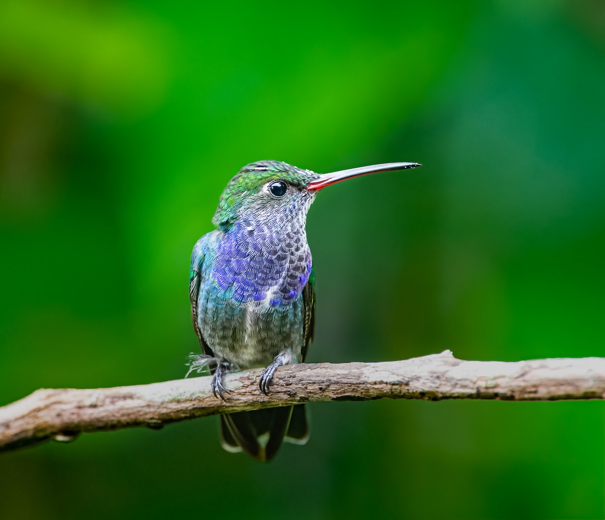 Sapphire-spangled Emerald - ML638312397