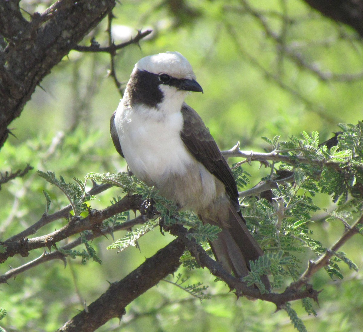 White-crowned Shrike - ML638312401