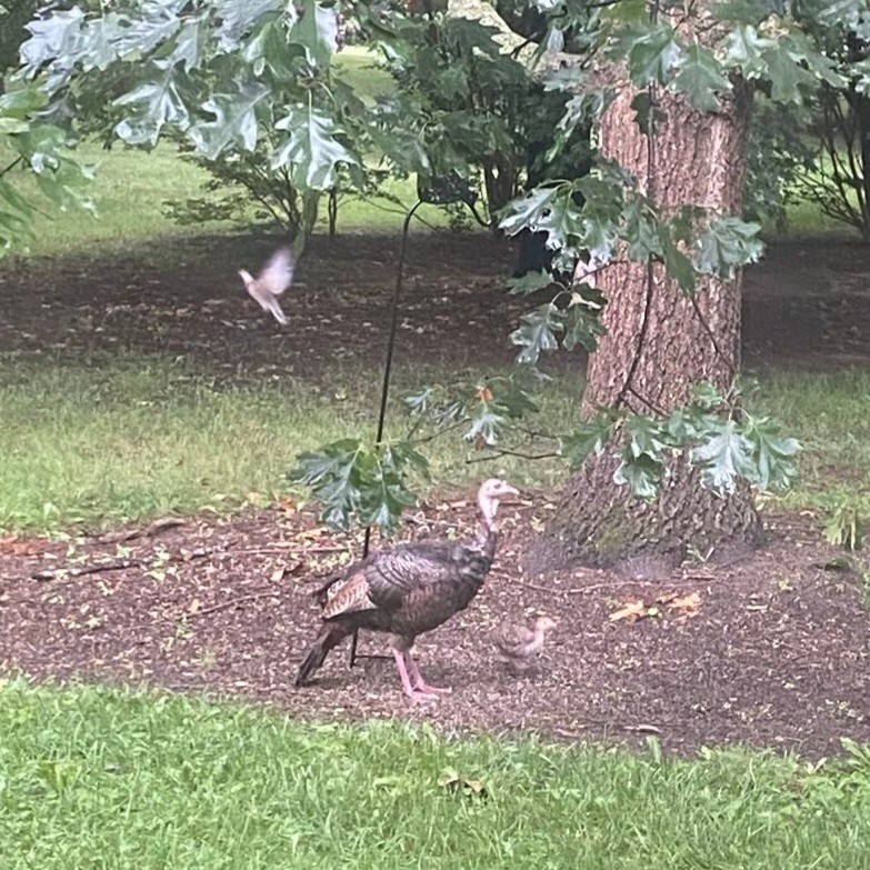 Wild Turkey - ML638312403