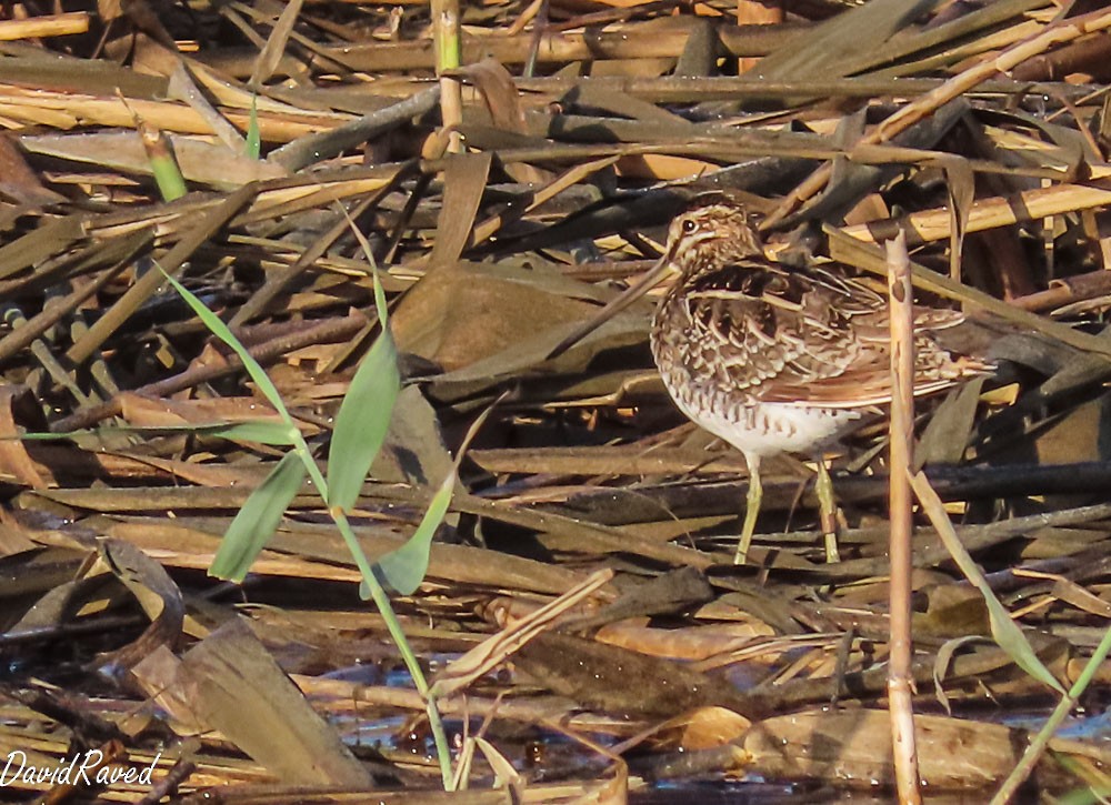 Common Snipe - ML638312404