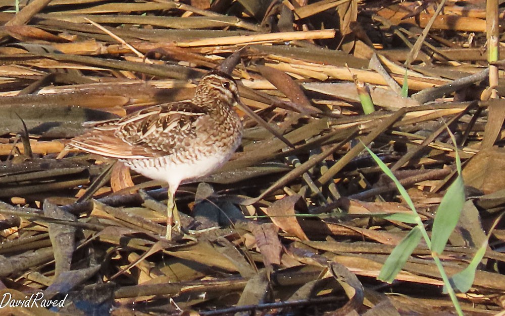 Common Snipe - ML638312405