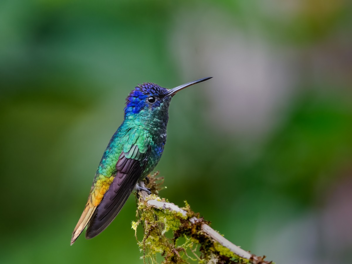 Golden-tailed Sapphire - ML638312407