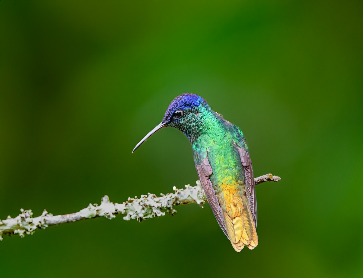 Golden-tailed Sapphire - ML638312408