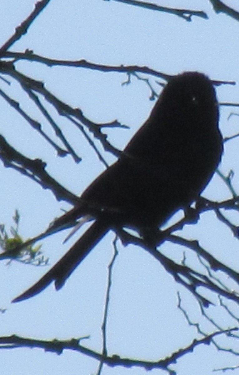 Fork-tailed Drongo - ML638312410