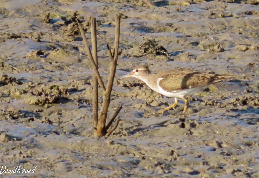 Common Sandpiper - ML638312411