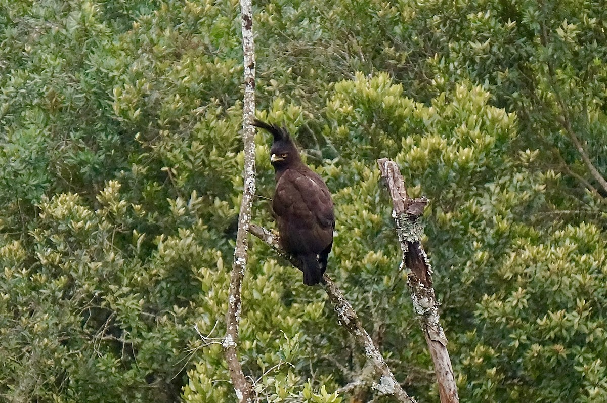 Long-crested Eagle - ML638312412