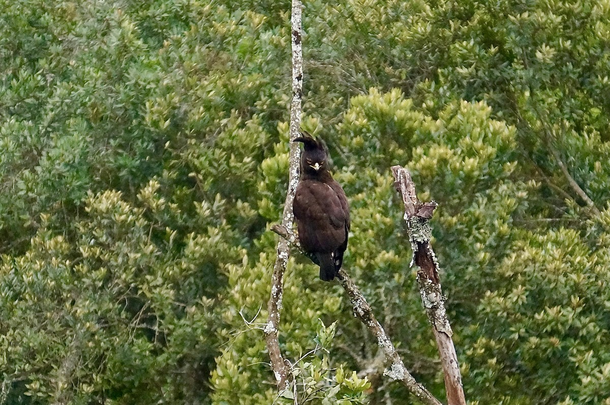 Long-crested Eagle - ML638312413
