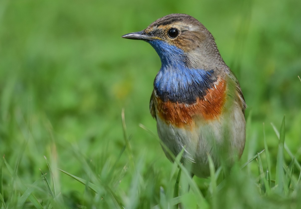 Bluethroat - ML638312414