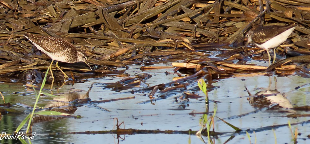 Green Sandpiper - ML638312418