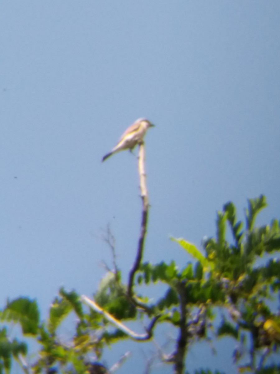 Red-backed Shrike - ML638312421