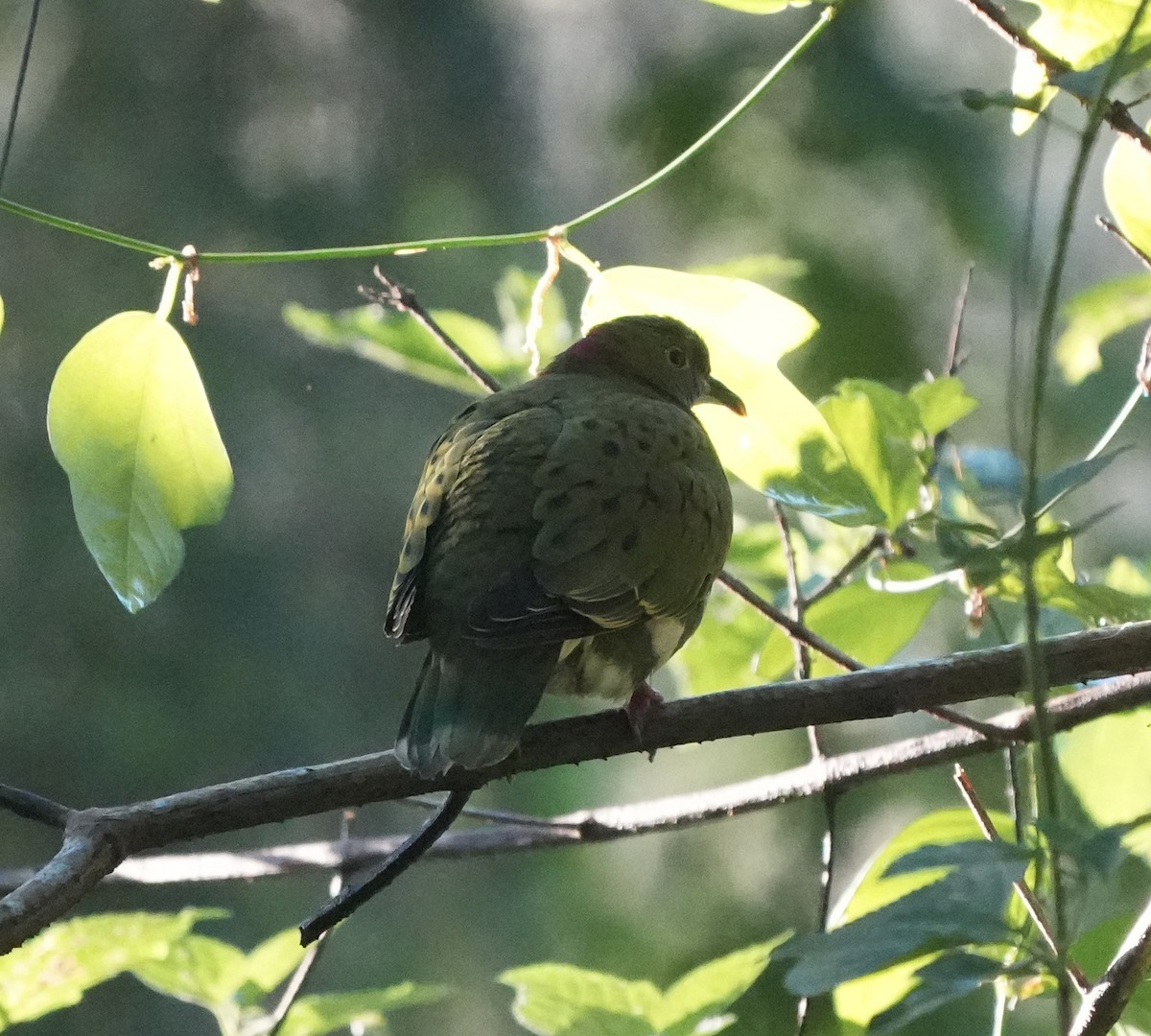 Superb Fruit-Dove - ML638312425