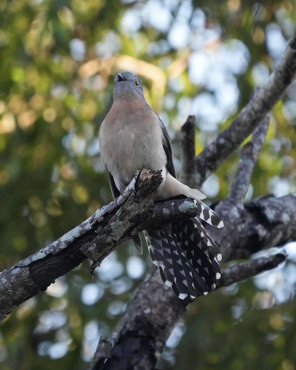 Fan-tailed Cuckoo - ML638312426