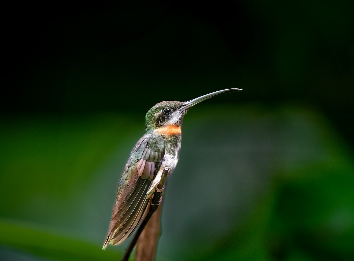 Pale-tailed Barbthroat - ML638312427