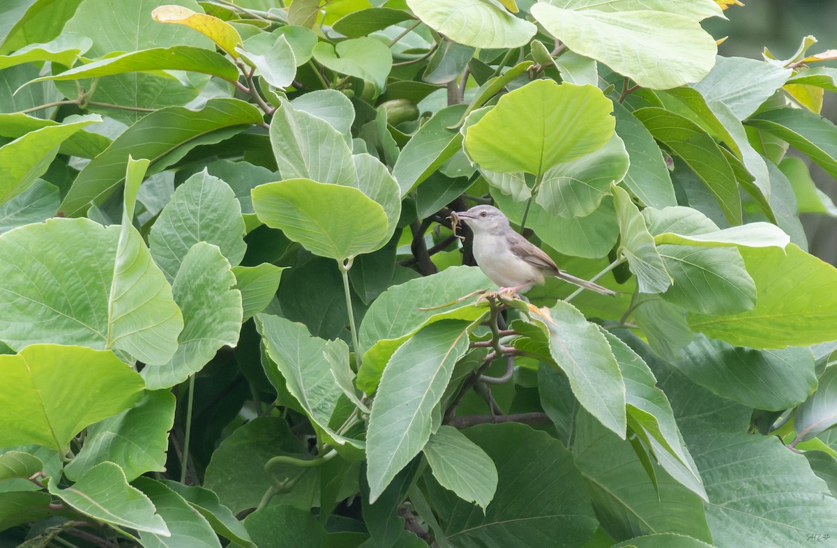 Plain Prinia - ML638312430