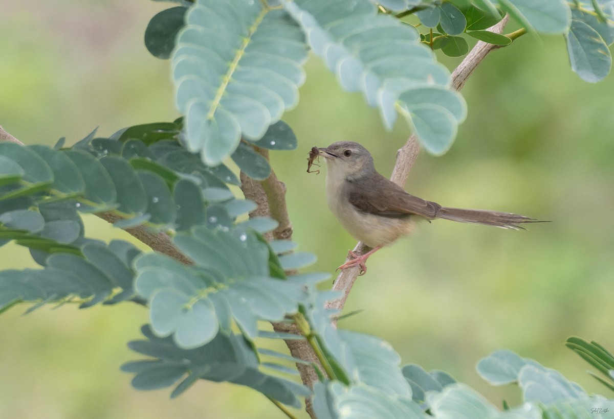 Plain Prinia - ML638312439