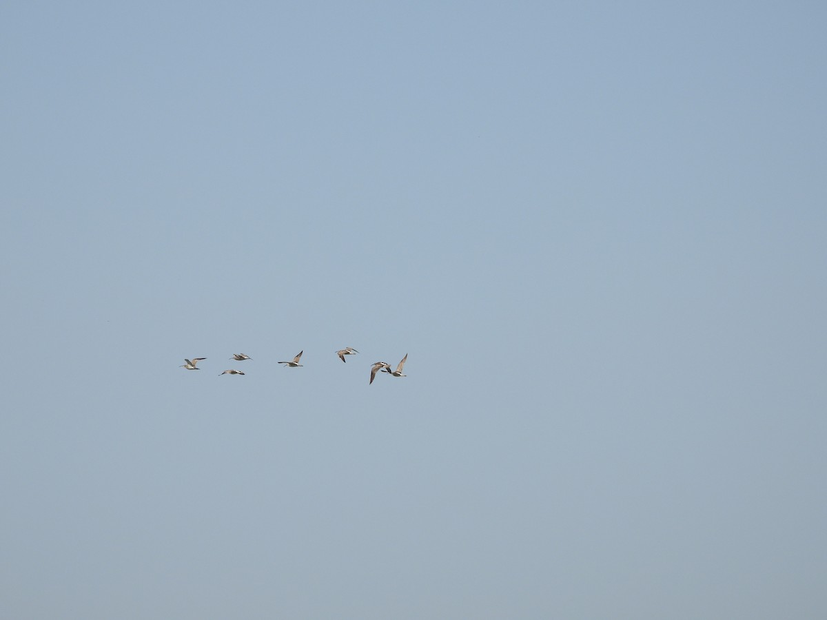 Whimbrel - ML638312440