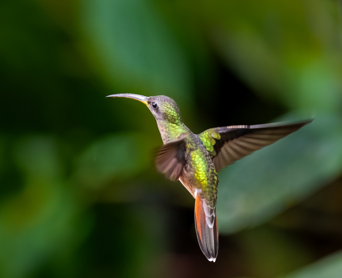 Rufous-breasted Hermit - ML638312443