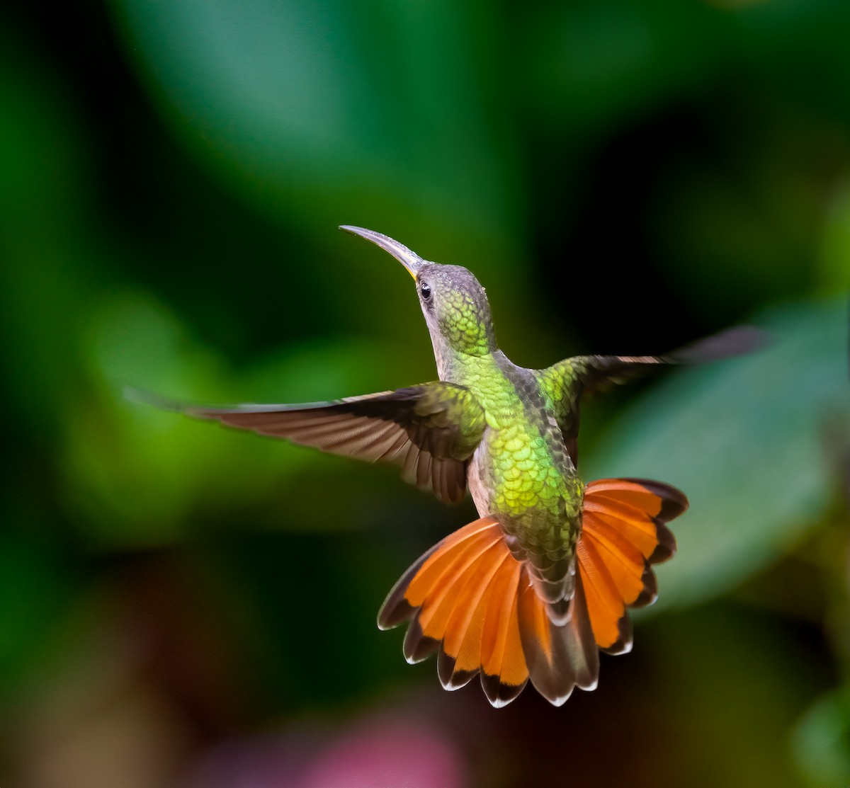 Rufous-breasted Hermit - ML638312444