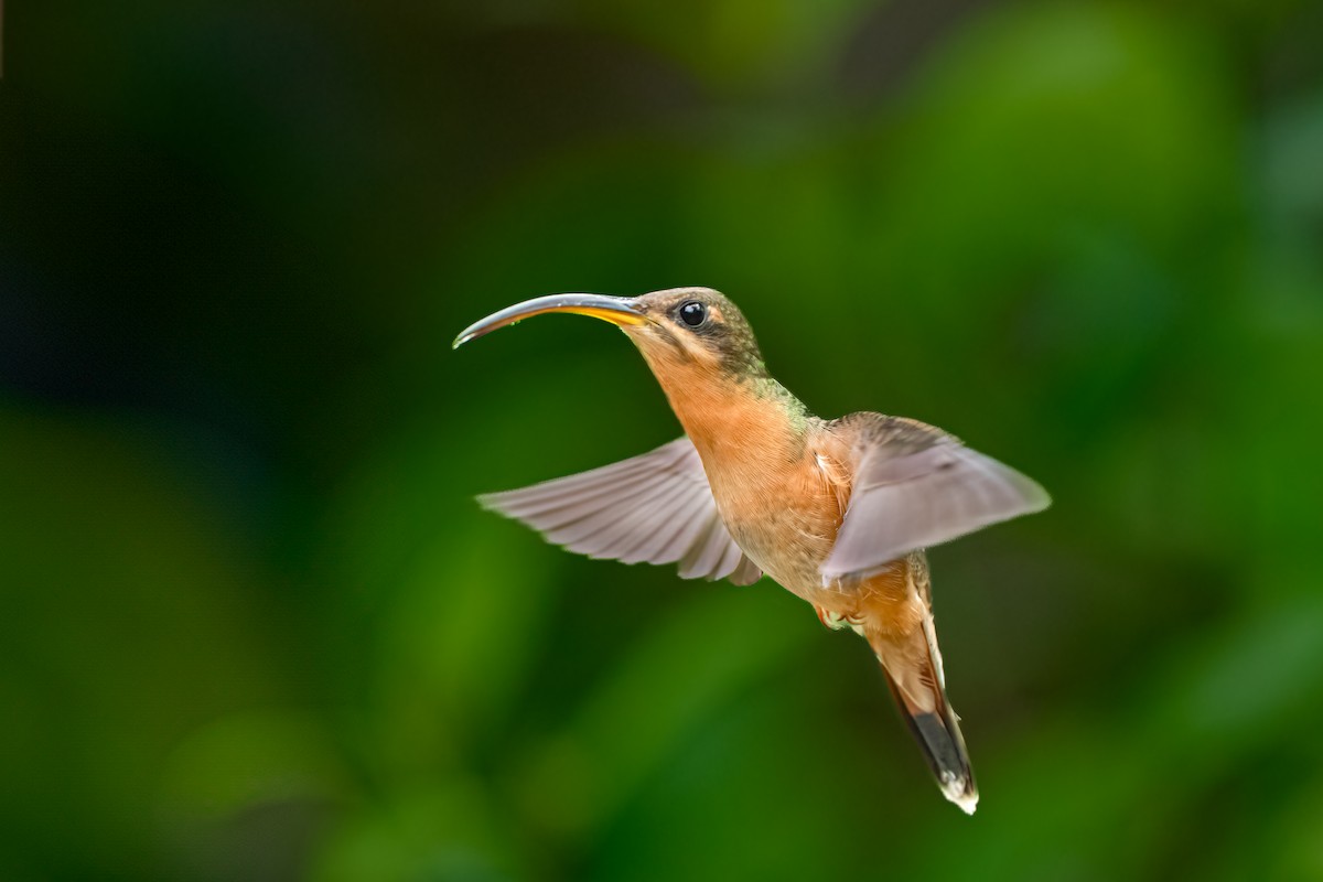 Rufous-breasted Hermit - ML638312445