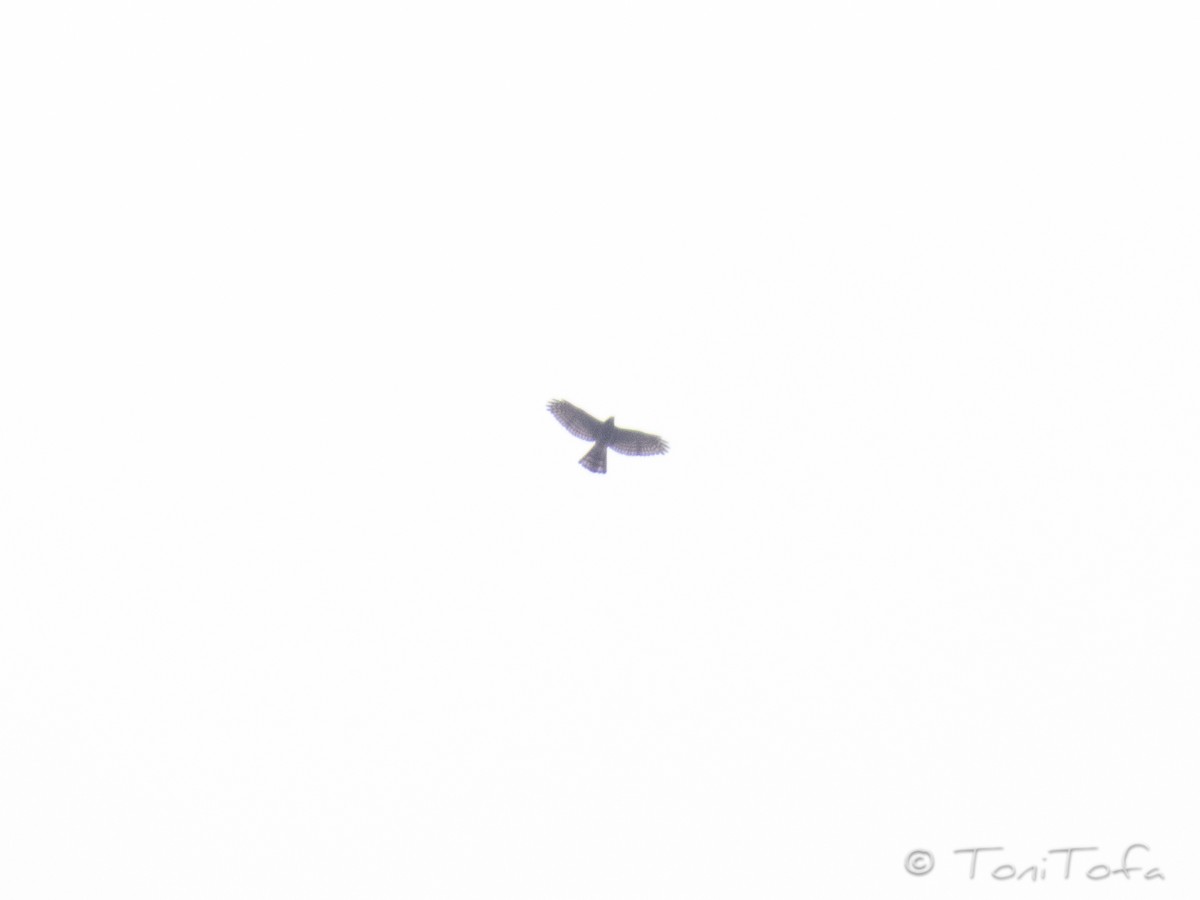 Үүрсээ харцага - ML638312446