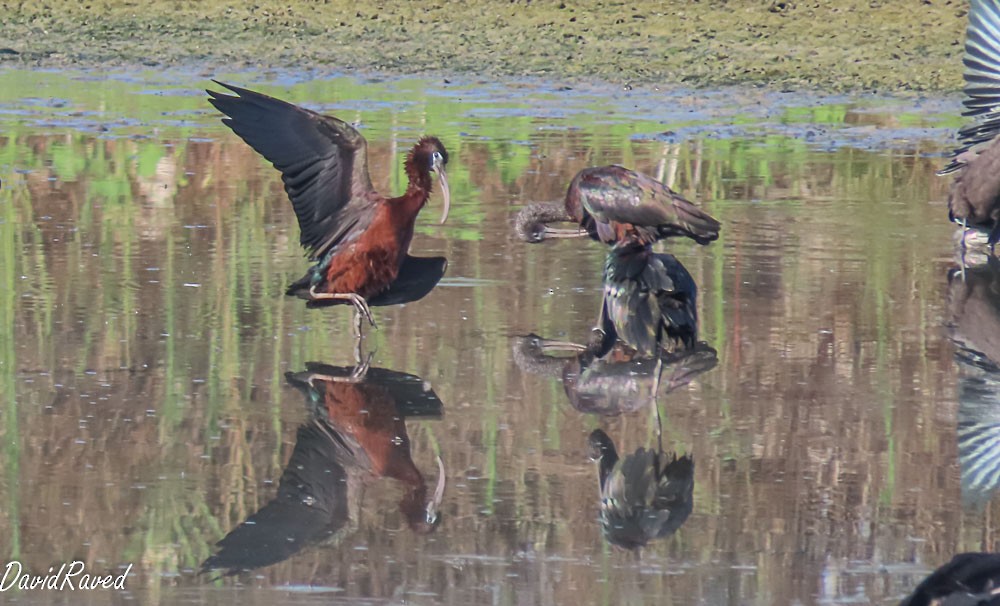 Glossy Ibis - ML638312451