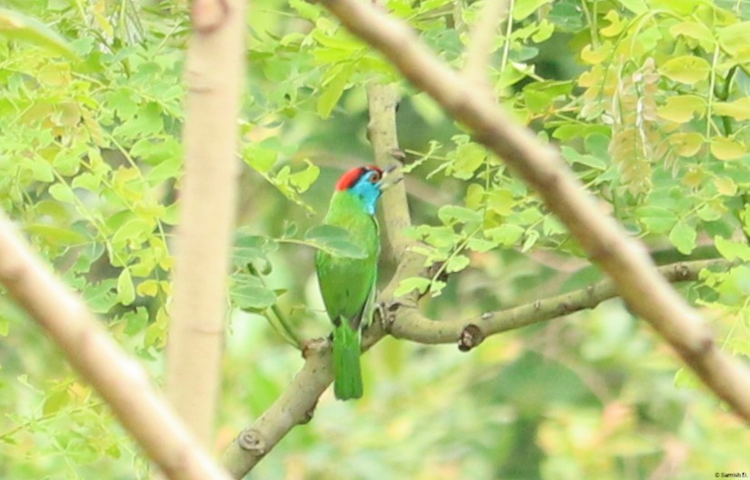 Blue-throated Barbet - ML638312453