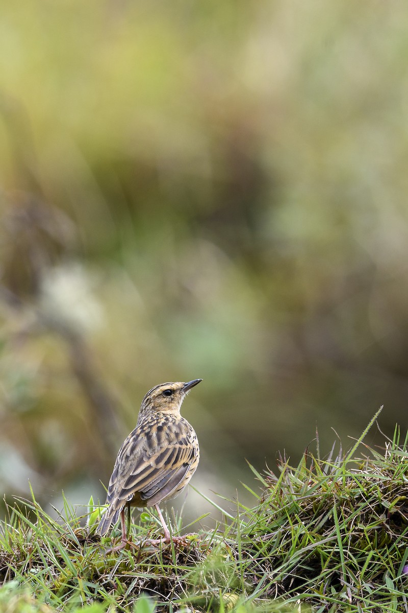 Nilgiri Pipit - ML638312459