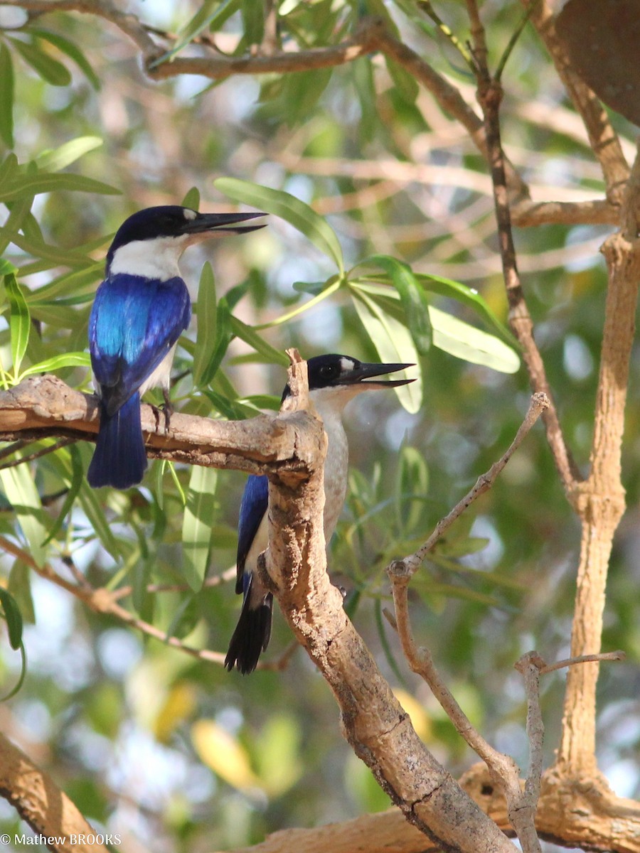 Forest Kingfisher - ML638312460