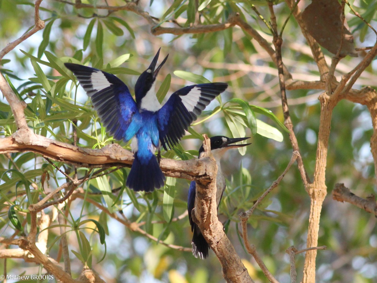 Forest Kingfisher - ML638312461