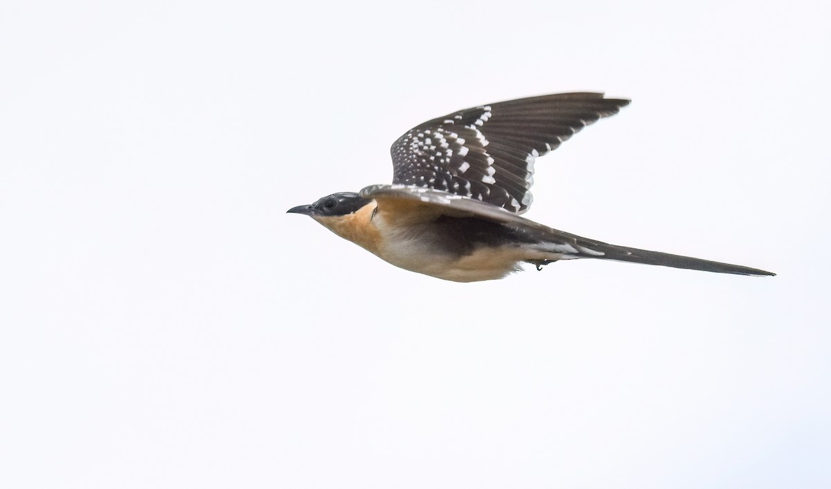 Great Spotted Cuckoo - ML638312463