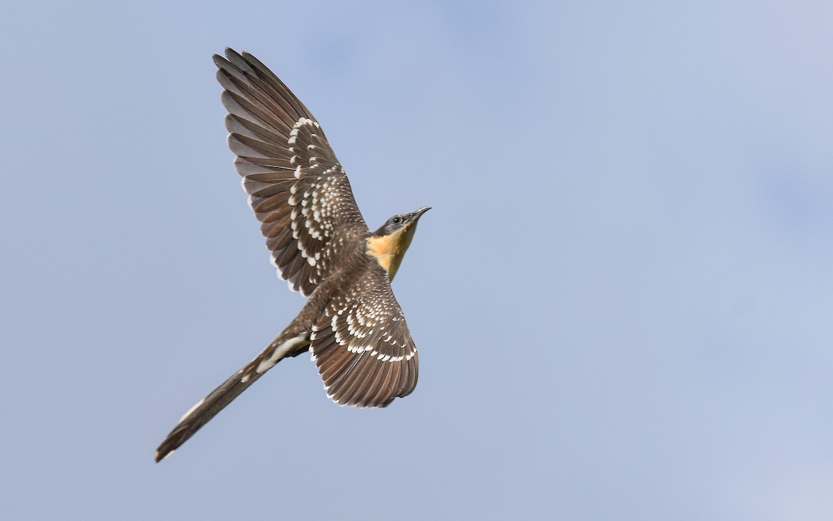 Great Spotted Cuckoo - ML638312464