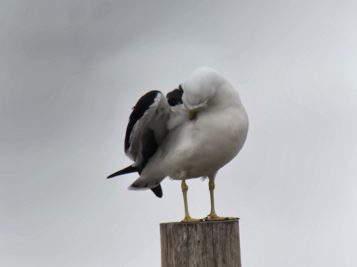 Olrog's Gull - ML638312466