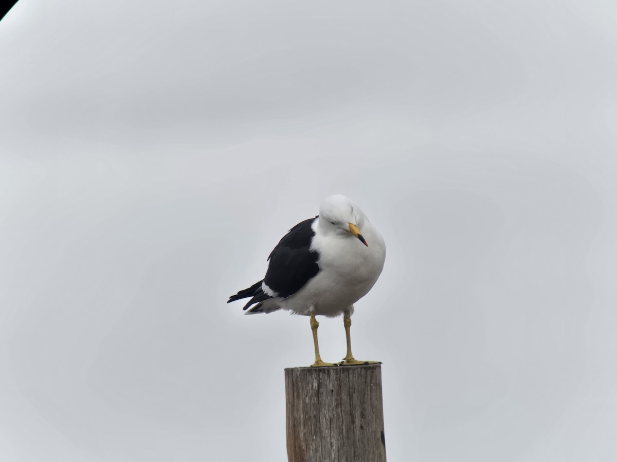 Olrog's Gull - ML638312467