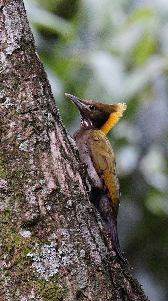 Greater Yellownape - ML638312469
