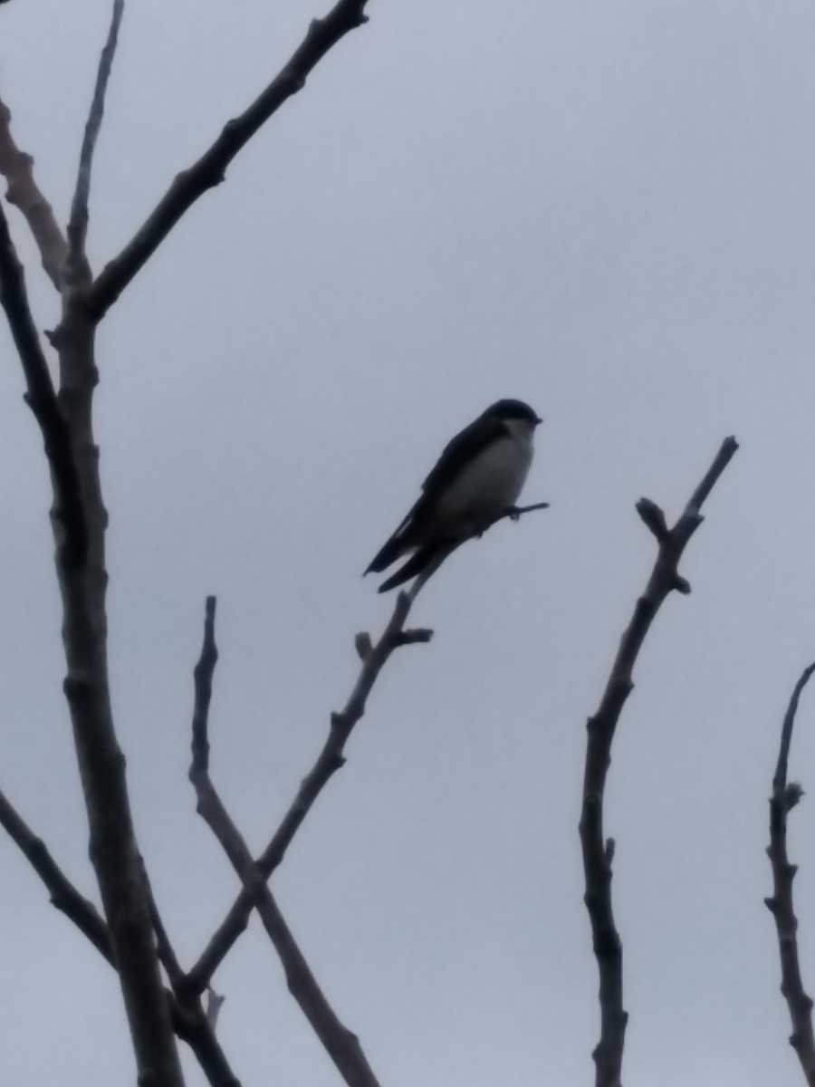 Tree Swallow - ML638312496