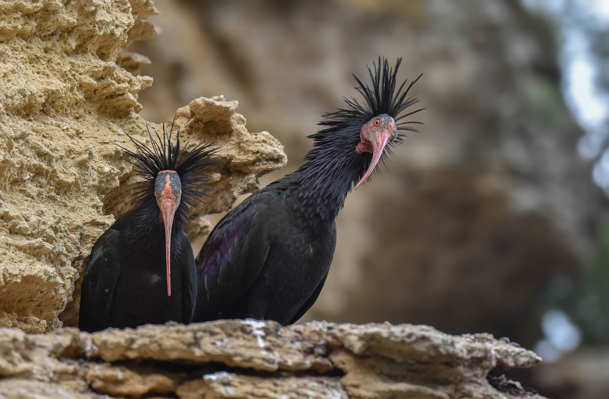 Northern Bald Ibis - ML638312497
