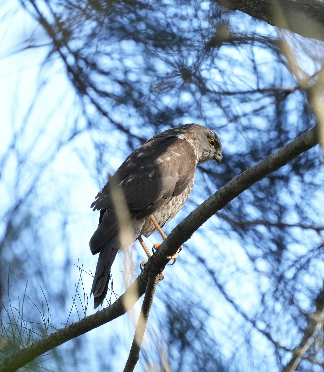 Collared Sparrowhawk - ML638312509