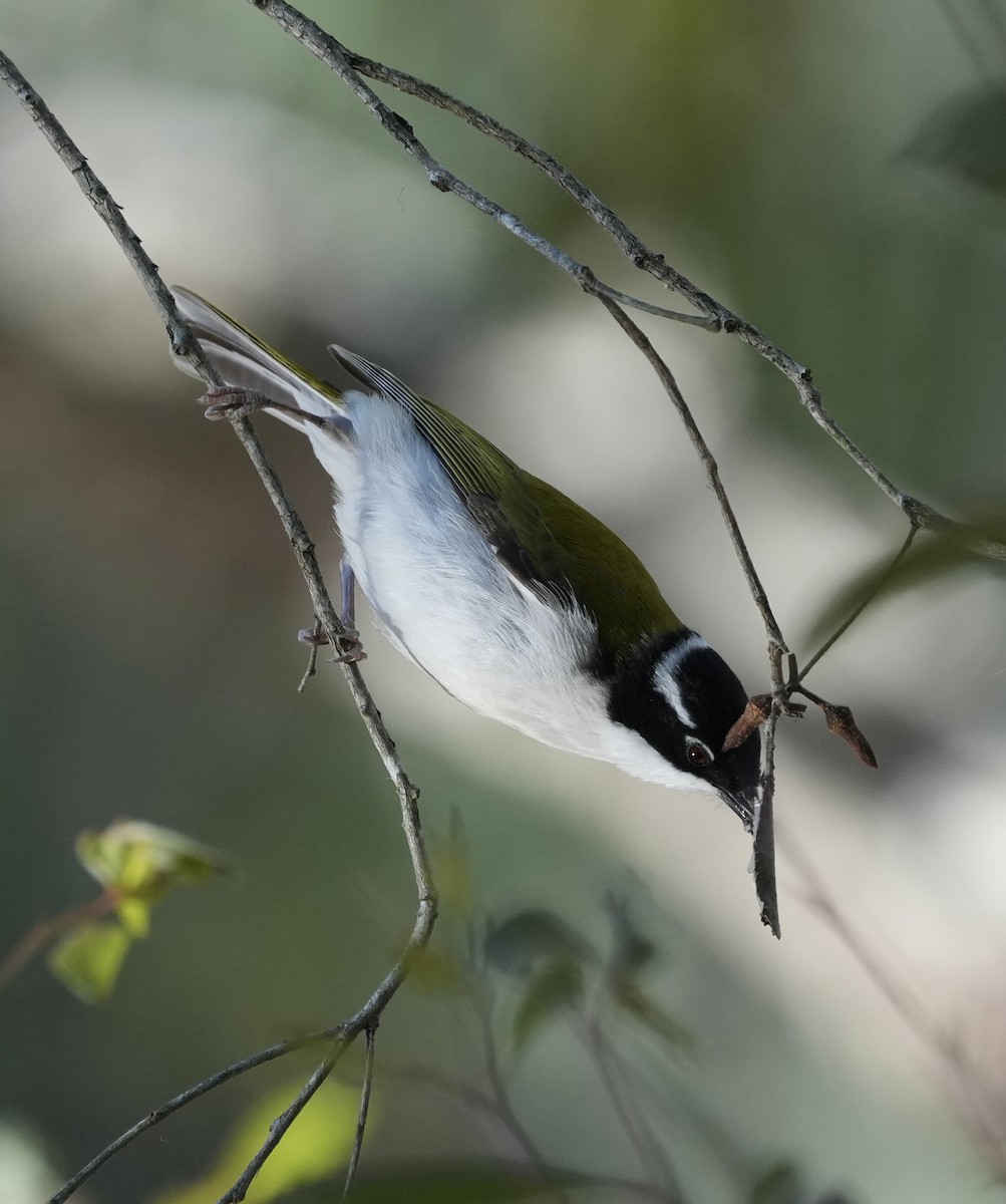 White-throated Honeyeater - ML638312524