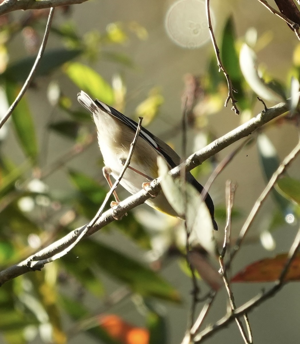 Striated Pardalote - ML638312525